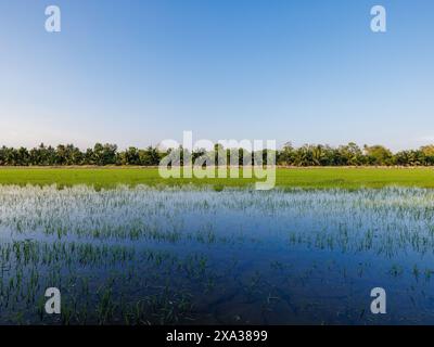 Frische junge Bio-Reisfelder im Wasser Thailands Stockfoto
