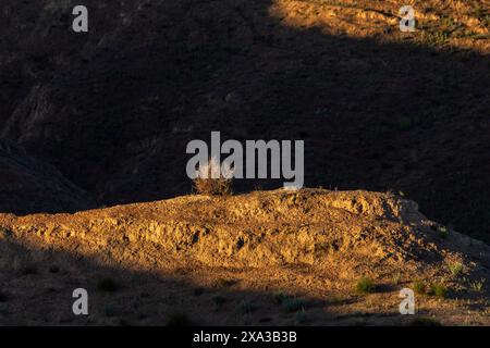 Gorafe Schluchten, Puntal de Don Diego, Oberturolisches und Pliozän, Guadix-Becken, Granada Geopark, Granada Provinz, Andalusien, Spanien Stockfoto