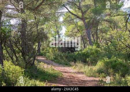 Jägerhütte im Wald der Provence, Südfrankreich, inmitten von grünen Bäumen und Natur Stockfoto