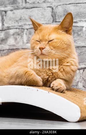 Rote Katze liegt auf einem Kratzbaum. Kratzstift aus Karton für Katze. Vertikales Foto Stockfoto