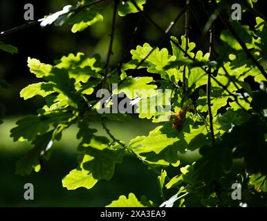 Eichenblätter im Sonnenlicht, Großbritannien Stockfoto