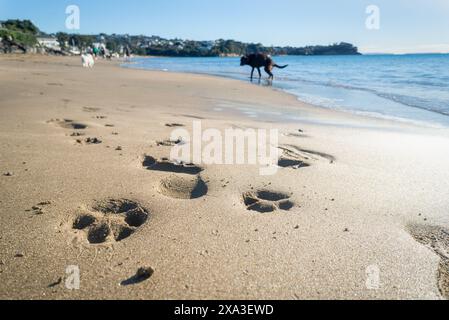 Pfotenabdrücke und menschliche Fußabdrücke auf dem Sand. Hunde und nicht erkennbare Menschen, die am Strand spazieren gehen. Milford Beach. Auckland. Stockfoto