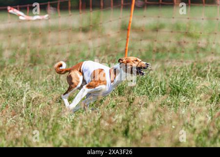 Basenji Hund läuft in weißer Jacke auf Coursing grünen Feld Stockfoto