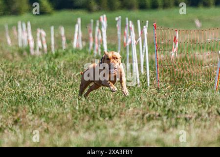 Pit Bull hob sich während des Wettkampfs vom Boden ab Stockfoto
