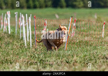 Pit Bull hob sich während des Wettkampfs vom Boden ab Stockfoto