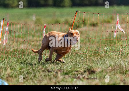 Pit Bull hob sich während des Wettkampfs vom Boden ab Stockfoto