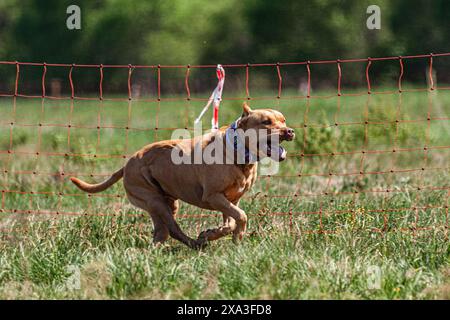 Pit Bull hob sich während des Wettkampfs vom Boden ab Stockfoto
