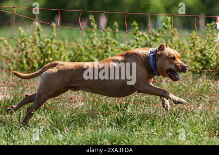 Pit Bull hob sich während des Wettkampfs vom Boden ab Stockfoto