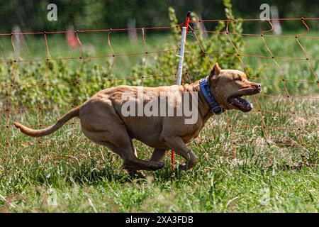 Pit Bull hob sich während des Wettkampfs vom Boden ab Stockfoto