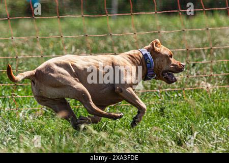 Pit Bull hob sich während des Wettkampfs vom Boden ab Stockfoto