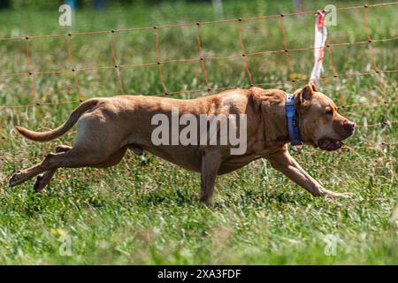 Pit Bull hob sich während des Wettkampfs vom Boden ab Stockfoto