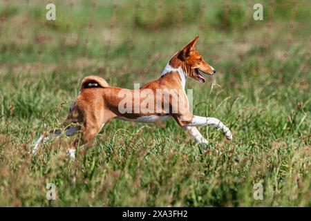 Basenji-Welpe, das erste Mal im Feld im Wettkampf Stockfoto