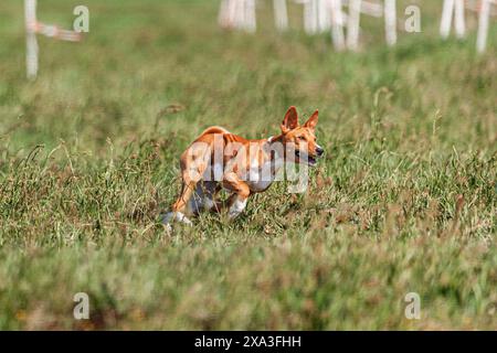 Basenji-Welpe, das erste Mal im Feld im Wettkampf Stockfoto