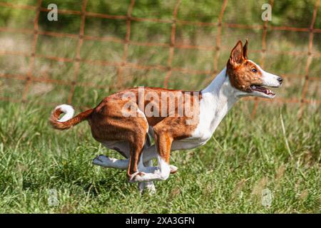 Basenji-Welpe, das erste Mal im Feld im Wettkampf Stockfoto