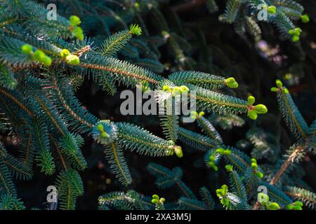 Tannenzweige mit frischen grünen Trieben. Grüne Knospen. Natürliche Koniferenhintergrundstruktur. Frühlingsnatur Stockfoto