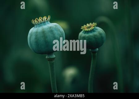 Grüne unreife Kapseln Opiummohn (Papaver somniferum), selektiver Fokus Stockfoto