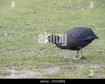 Gemeiner eurasischer Coot alias Fulica atra, der an der Küste spaziert. Stockfoto