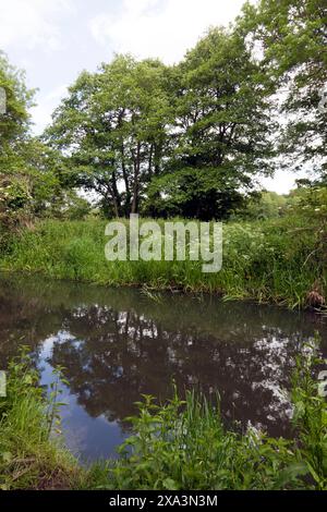 Blick auf den Fluss Darent, vom Darent Valley Path, in der Nähe von Eynsford, Kent Stockfoto