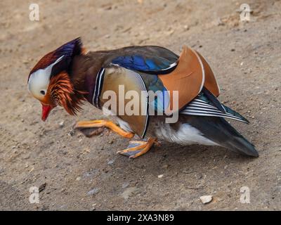 Nahaufnahme einer wunderschönen, bunten männlichen Mandarinente (Aix galericulata), die einen Juckreiz lindert. Stockfoto