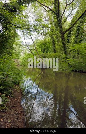 Blick auf den Fluss Darent, vom Darent Valley Path, in der Nähe von Eynsford, Kent Stockfoto