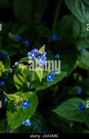 Hübsche blaue Blumen Green Alkanet Plant Pentaglottis sempervirens Evergreen Bugloss wächst in einem Garten in Großbritannien. Stockfoto