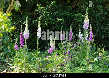 Blühender Fingerhut digitalis im historischen Apothekergarten neben der Klosterruine heilig Kreuz, Meißen, Sachsen, Deutschland *** digitalis Foxglove Stockfoto