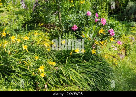 Taglilie Hemerocallis und Pfingstrose Paeonia officinalis im historischen Apothekergarten neben der Klosterruine Heilig Kreuz, Meißen, Sachsen, Deutsc Stockfoto