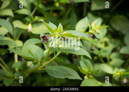 Schwarze Tollkirsche Atropa belladonna in Blüte im historischen Apothekergarten neben der Klosterruine Heilig Kreuz, Meißen, Sachsen, Deutschland *** Stockfoto