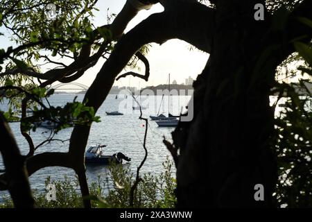 Durch Bäume auf dem Hermitage Foreshore Track in Vaucluse zur Sydney Harbour Bridge, Cremorne Point, Boote auf dem Wasser Stockfoto