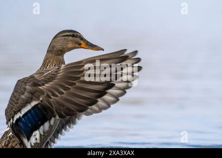 Eine weibliche Mallard-Ente, die ihre Flügel spannt. Stockfoto