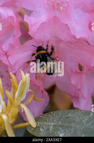 Eine Honigbiene bestäubt rosa Rhododendronblüten Stockfoto