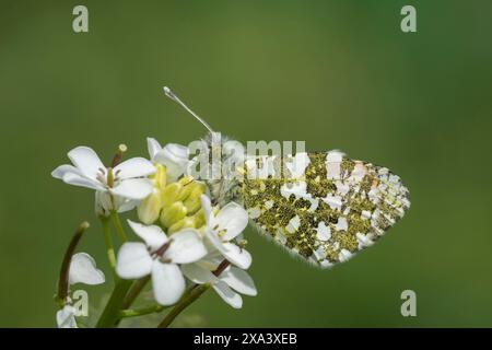 Ein männlicher Orangenspitz-Schmetterling, der auf Knoblauchsenf ruht. Stockfoto