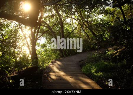 Eremitage Uferspaziergang, Bäume, Äste und Sonne, die durch das Laub über der Eremitage Bucht bricht Vaucluse Hermitage, Rose Bay, Sydney, Australien Stockfoto