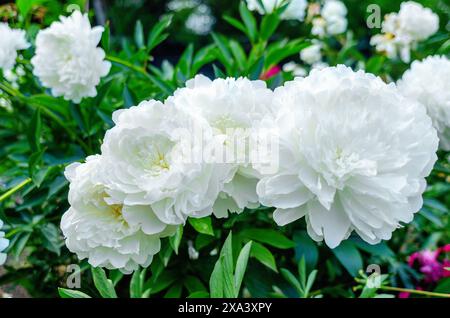 Große weiße Pfingstrosenblüte auf einem grünen Busch Stockfoto