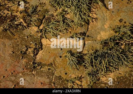 In einem North Narrabeen Felsenbecken befindet sich Neptun's Halskette (Hormosira banksii) Pippies, eine Küstenbivalve auf dem Felsenschelfeige in Sydney, Australien Stockfoto