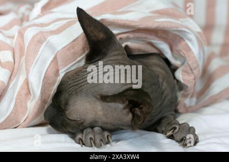 Katze, die auf dem Bett liegt und schläft Stockfoto