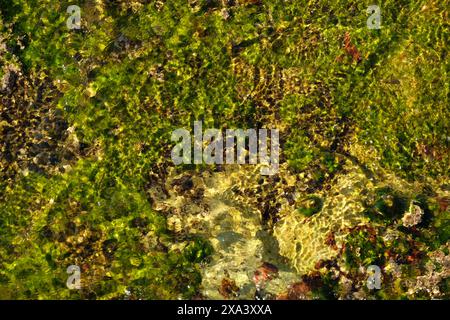 Klares Meerwasser plätschert über einem bunten, flachen Felsenbecken mit abstrakten Mustern auf dem Felsenregal in North Narrabeen, Sydney, Australien Stockfoto