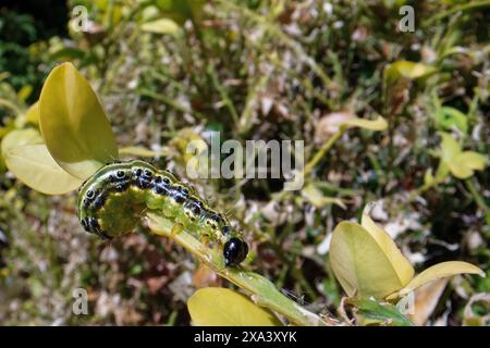 Raupe von Buchsbaummotten (Cydalima perspectalis), einer invasiven Art in Europa und eines der größten Schädlinge, die sich von Buchsblättern (Buxus sempervirens) ernährt, Großbritannien. Stockfoto