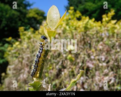 Raupe von Buchsbaummotten (Cydalima perspectalis), einer invasiven Art in Europa und eines der größten Schädlinge, die sich von Buchsblättern (Buxus sempervirens) ernährt, Großbritannien. Stockfoto