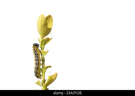 Raupe von Buchsbaummotten (Cydalima perspectalis), einer invasiven Art in Europa und eines der größten Schädlinge, die sich von Buchsblättern (Buxus sempervirens) ernährt, Großbritannien. Stockfoto