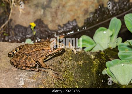 Iberischer grüner Frosch - Pelophylax perezi Stockfoto