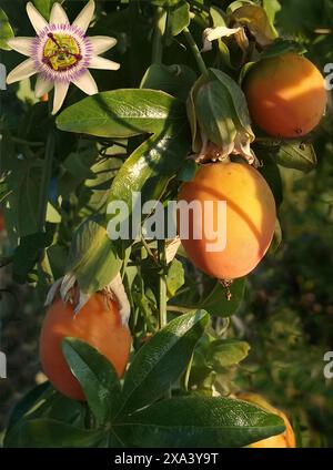 Früchte und Blüten der Passiflora, auch bekannt als Passionsblumen oder Passionsweben, einer Gattung von etwa 550 Arten blühender Pflanzen aus der Familie Stockfoto