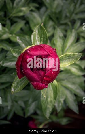 Rote Pfingstrose in naher Blüte mit Wassertröpfchen nach dem Regen. Stockfoto