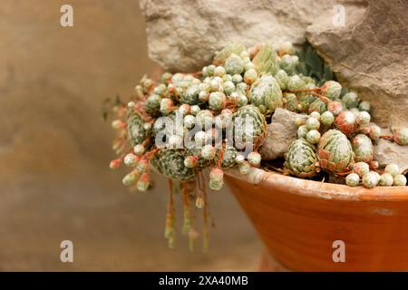 Sempervivum arachnoideum wächst in einem roten Topf im Kakteen-Steingarten. Kleine Sukkulenten wachsen und pflegen. Gartenbau und Pflanzenpflege. Leerzeichen für Text. Stockfoto