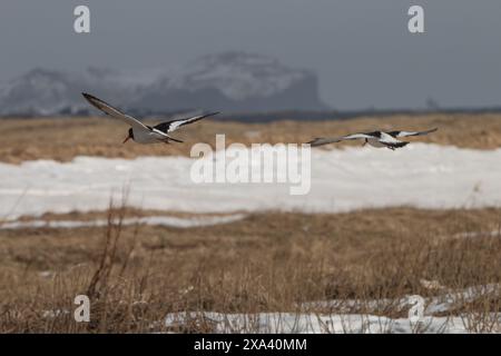 Zwei Austernfänger, Haematopus ostralegus, im Flug in Küstennähe. Island. April. Stockfoto