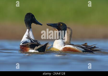 Ein Kampfpaar von Männchen Northern Shovelers (Spatula clypeata) steht in der Frühjahrszeit um schöne Weibchen herum Stockfoto