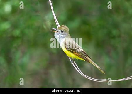 Ein toller Fliegenfänger singt ein Lied tief in seinem zitronengelben Bauch. Der farbenfrohe Vogel sitzt auf einer Weinrebe tief im grünen Vorfeld Stockfoto