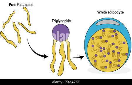 Detaillierte Vektor-Illustration der Triacylglycerinlagerung in weißen Adipozyten für Biochemie und Physiologie Ausbildung auf weißem Hintergrund. Stock Vektor