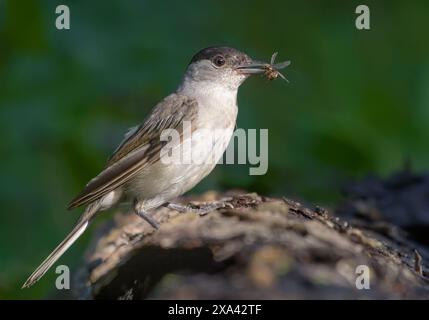 Männliche Eurasische Schwarzmütze (sylvia atricapilla) posiert auf einem umgestürzten Baum mit gefangener Ameise im Schnabel Stockfoto