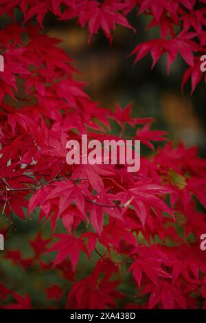 Wunderschöne, leuchtend warme rote Blätter eines japanischen Ahornbaums namens „Acer Palmatum Fireglow“ bei hellem Sonnenschein. Rote Blätter des japanischen Ahornbaums, Acer Stockfoto